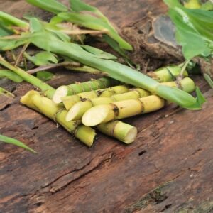 La Huella de Carbono del Azúcar de El Salvador