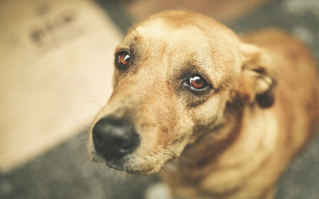 Donación AAPASA Santa Ana