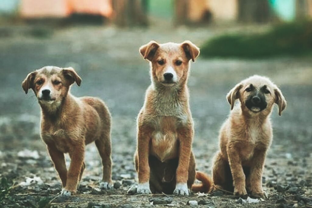 Donación AAPASA Santa Ana