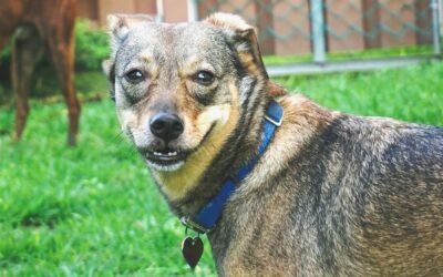 Campaña de esterilización