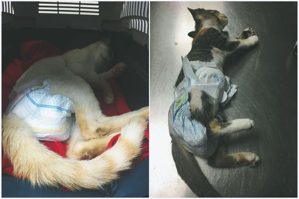 Campaña de esterilización de gatos y perros en conjunto con ARANI