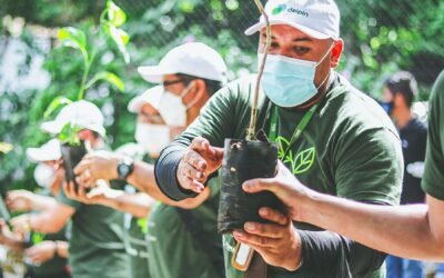 Proyecto Recolecta – Reforesta